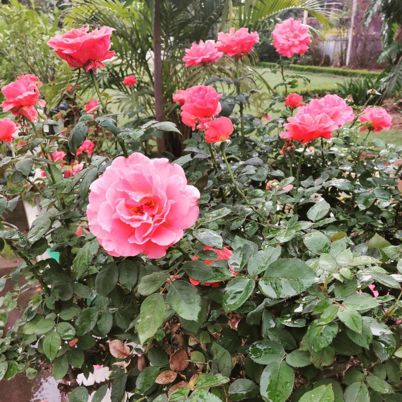 جامو Heritage Homestay المظهر الخارجي الصورة